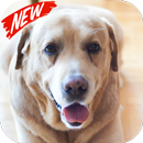 Labradore retriever Wallpaper APK