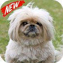 Pekingese  wallpaper APK