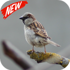 Sparrow wallpaper icon