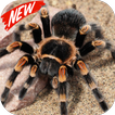 Tarantula