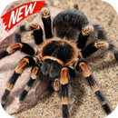 Tarantula wallpaper APK