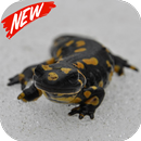 Tiger Salamander wallpaper APK