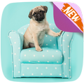 Cute Pugs 바탕 화면