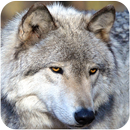 Wolf Wallpaper APK