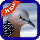 Pigeon Wallpaper APK