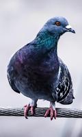 Pigeon Wallpaper Affiche