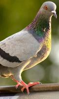 Pigeon Wallpaper capture d'écran 1