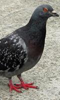 Pigeon Wallpaper capture d'écran 3
