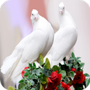 HD Pigeon Wallpaper APK