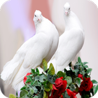 HD Pigeon Wallpaper ไอคอน