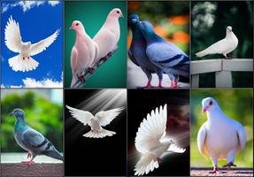 HD Pigeon Wallpaper Affiche