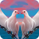 Pigeon Wallpaper HD APK
