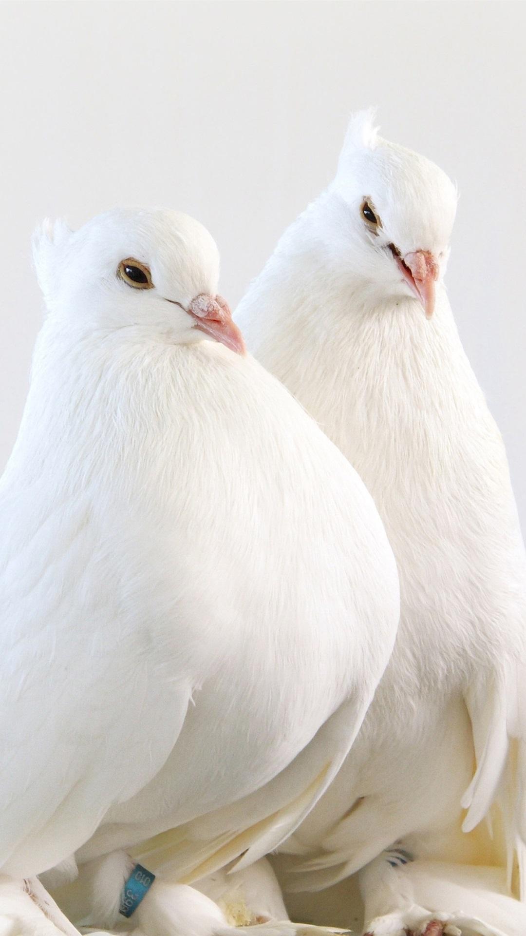 Pigeon HD Wallpaper APK for Android Download Pigeon HD Wallpaper APK for Android Download