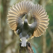 Pigeon Wallpaper icon
