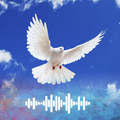 Merpati Terdengar