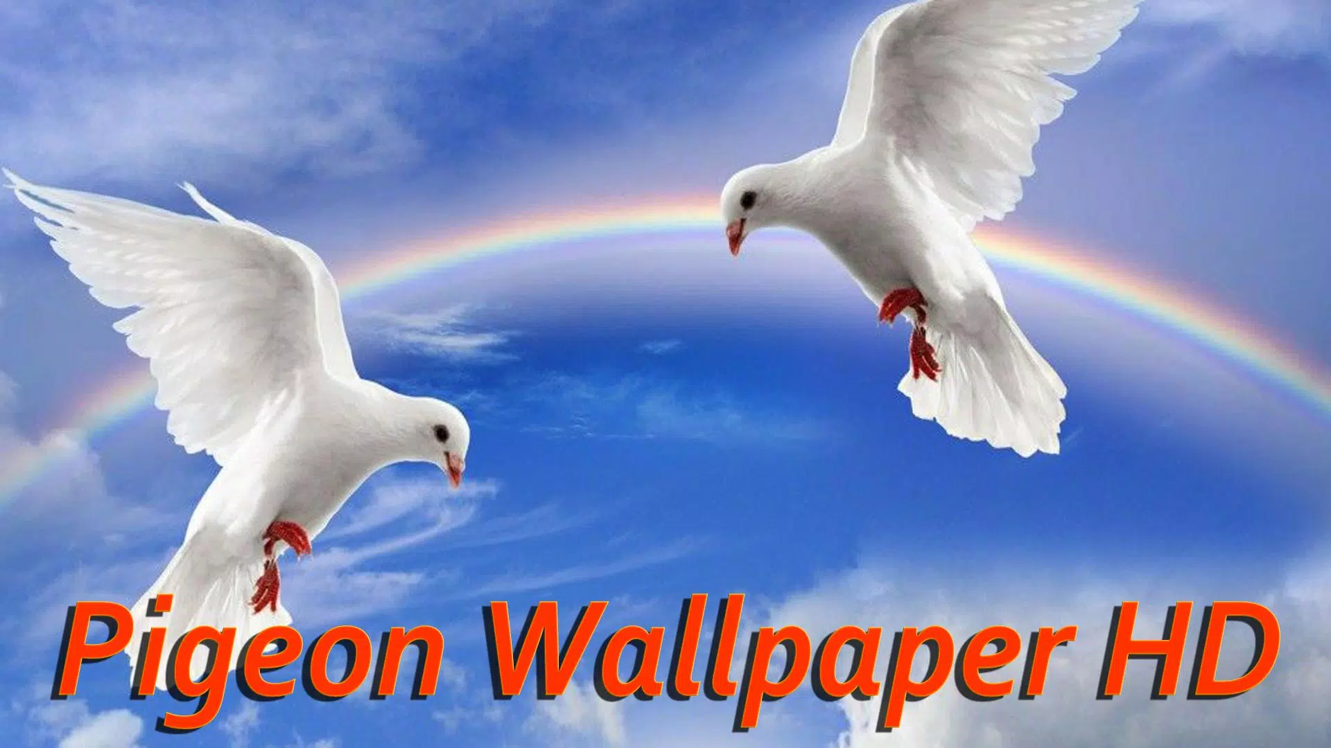 Pigeon Wallpaper HD APK voor Android Download Pigeon Wallpaper HD APK voor Android Download