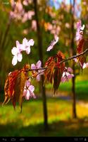 Sakura Blossom Branch اسکرین شاٹ 1