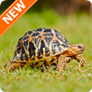 Fondos de Pantalla Tortuga HD APK