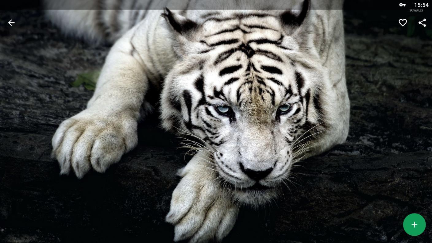 Android İndirme için Fondos de Pantalla Tigre Blanco HD APK