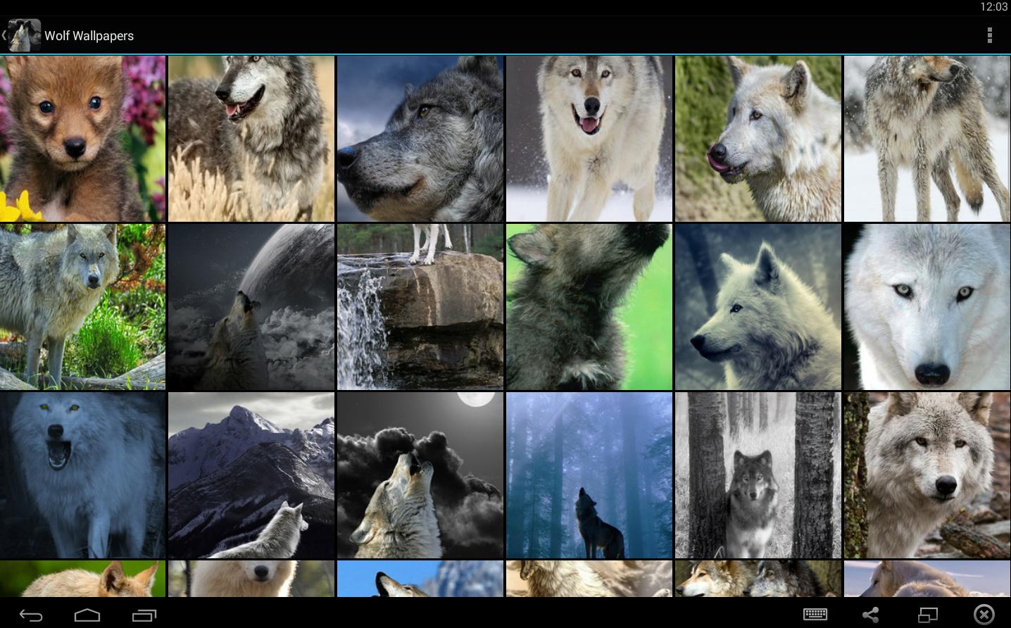 Fondos de Pantalla Lobos APK pour Android Télécharger Fondos de Pantalla Lobos APK pour Android Télécharger