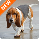 Fondos Basset Hound HD APK