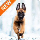 Fondos Pastor Belga Malinois APK