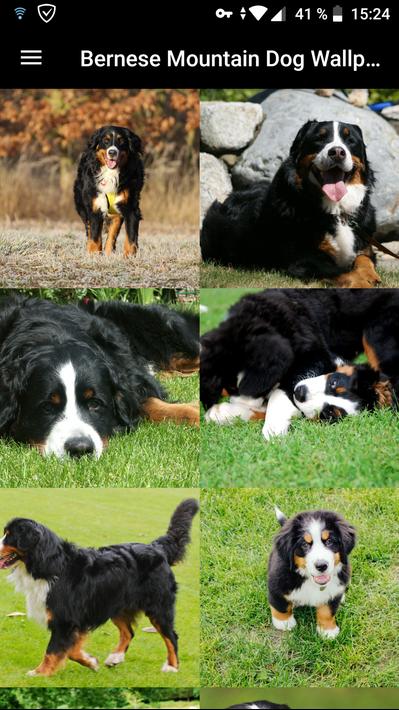 Bernese Mountain Wallpapers HD for Android - APK Download