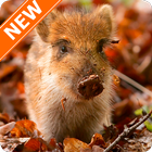 Boar Wallpapers HD icon