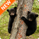 APK Black Bear Wallpapers HD