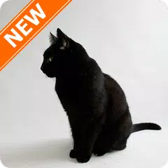Black Cats Wallpapers