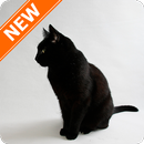 Fondos Pantalla Gatos Negros APK