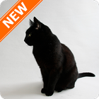 Black Cats Wallpapers icon