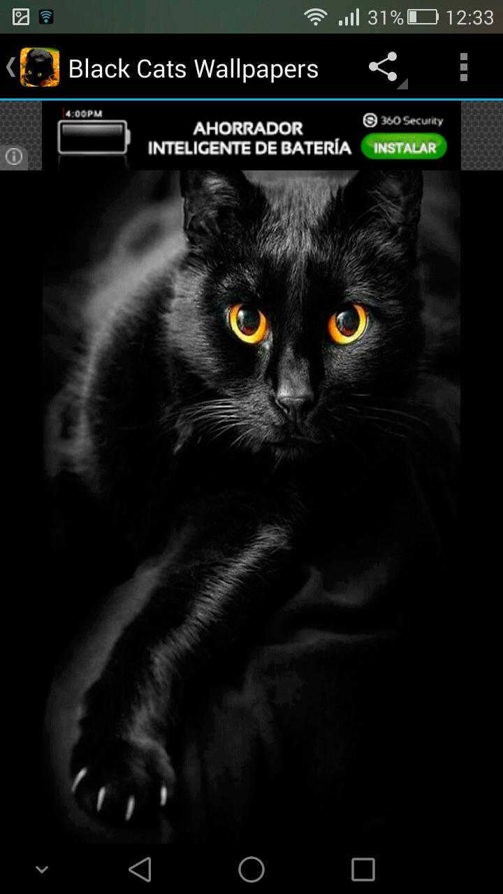 Fondos Pantalla Gatos Negros APK للاندرويد تنزيل Fondos Pantalla Gatos Negros APK للاندرويد تنزيل