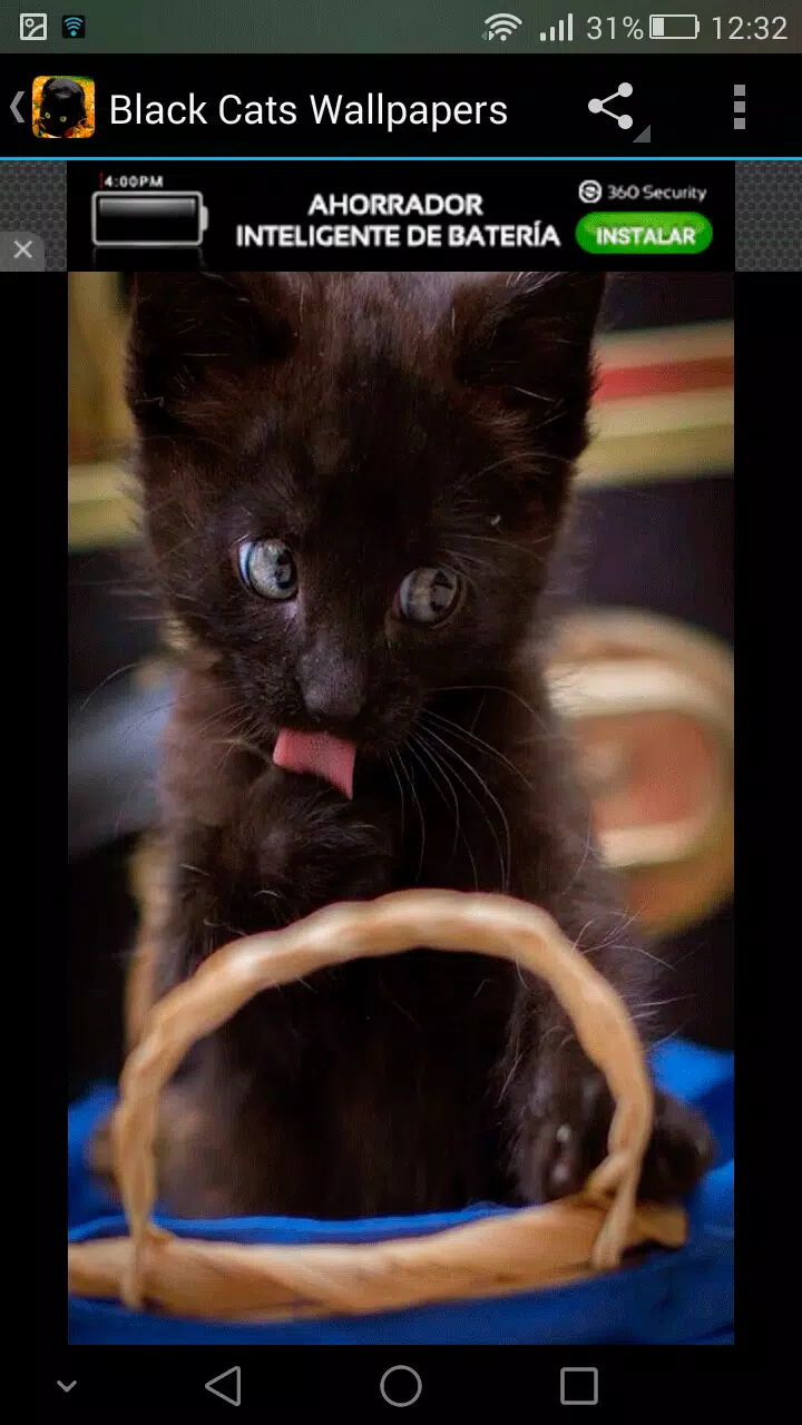 Fondos Pantalla Gatos Negros APK do pobrania na Androida Fondos Pantalla Gatos Negros APK do pobrania na Androida