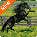 Fondos Pantalla Caballo Negro APK