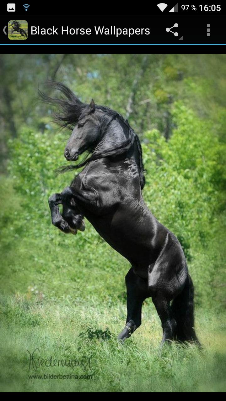 Android İndirme için Fondos Pantalla Caballo Negro APK Android İndirme için Fondos Pantalla Caballo Negro APK
