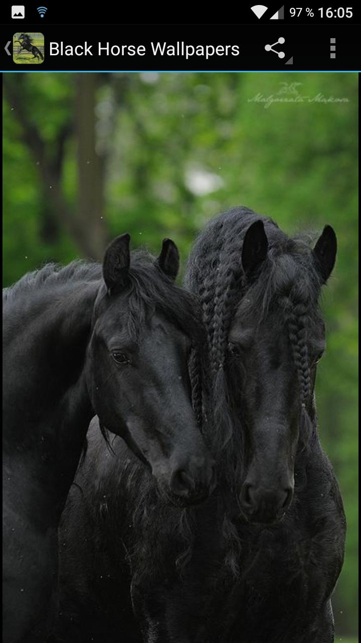 Android İndirme için Fondos Pantalla Caballo Negro APK Android İndirme için Fondos Pantalla Caballo Negro APK