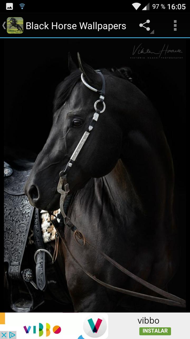 Android İndirme için Fondos Pantalla Caballo Negro APK Android İndirme için Fondos Pantalla Caballo Negro APK