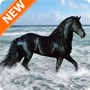 Fondos de Pantalla Caballo Negro HD APK
