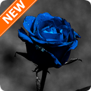 Fondos de Pantalla Rosas Azules HD APK
