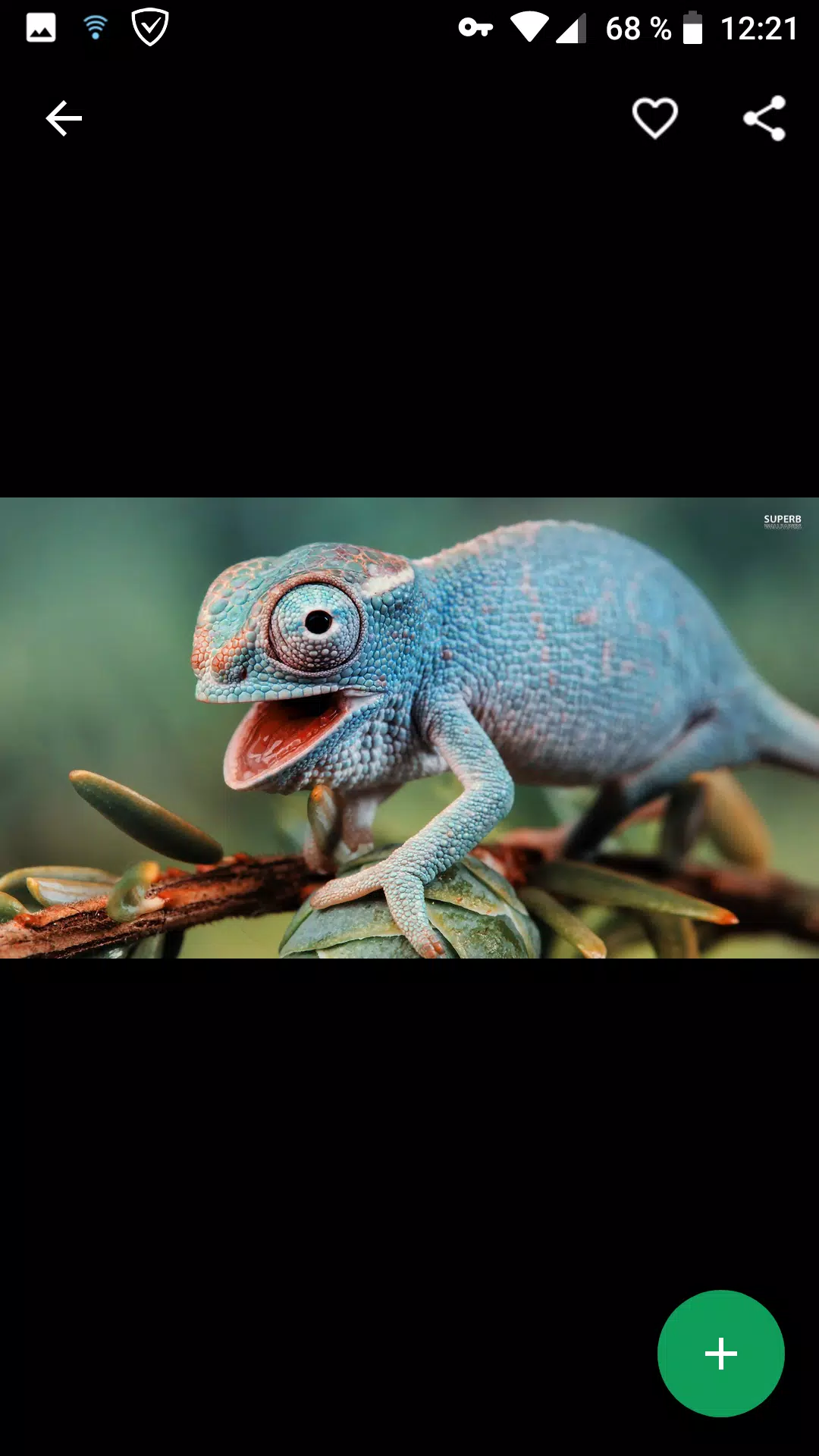 Tải xuống APK Fondos de Pantalla Camaleón HD cho Android Tải xuống APK Fondos de Pantalla Camaleón HD cho Android