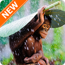 Fondos de Pantalla Chimpancé APK