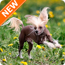 Fondos Crestado Chino HD APK