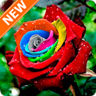 Fondos de Pantalla Rosas Colores HD icône