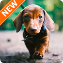 Dachshund Wallpaper HD APK