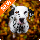 Dalmatian Wallpapers HD آئیکن