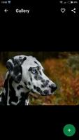 Dalmatian Wallpapers HD syot layar 3