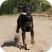 Fondos de Pantalla Doberman HD