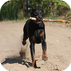 Doberman Wallpapers HD آئیکن