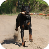 Fondos de Pantalla Doberman HD biểu tượng